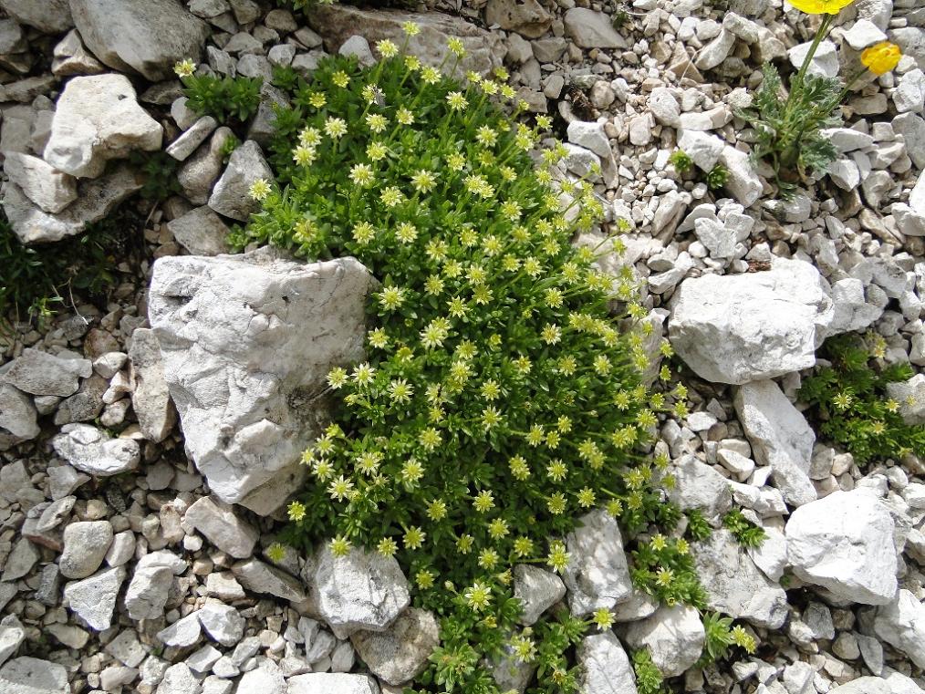 Saxifraga sedoides / Sassifraga setolosa